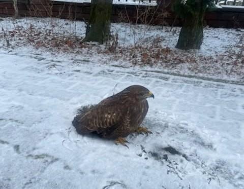Poranny alarm w Legnicy! Czujność mieszkańca Legnicy uratowała myszołowa
