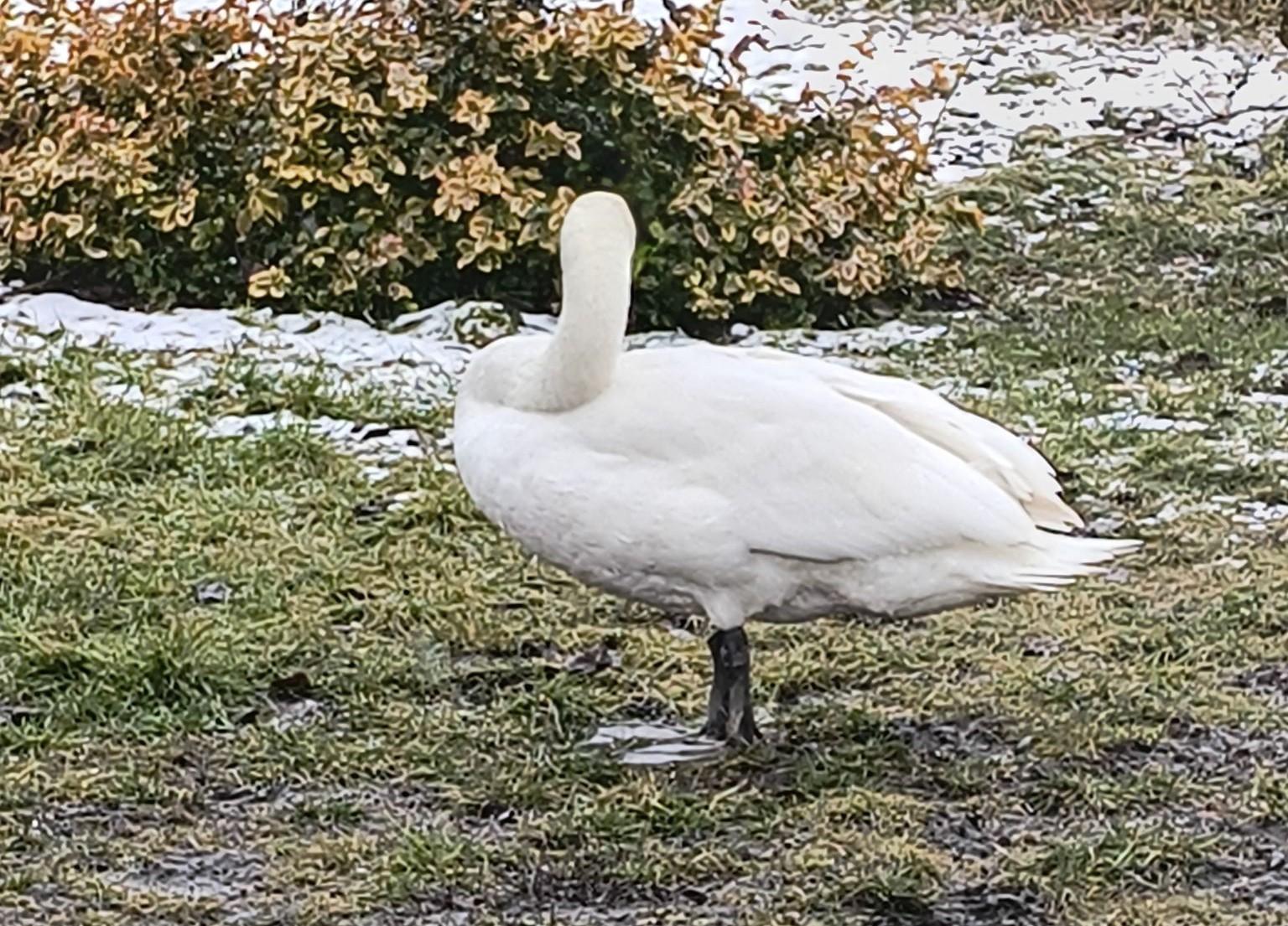 Agresywny łabędź czekał na transport. Nie doczekał się. Odleciał.