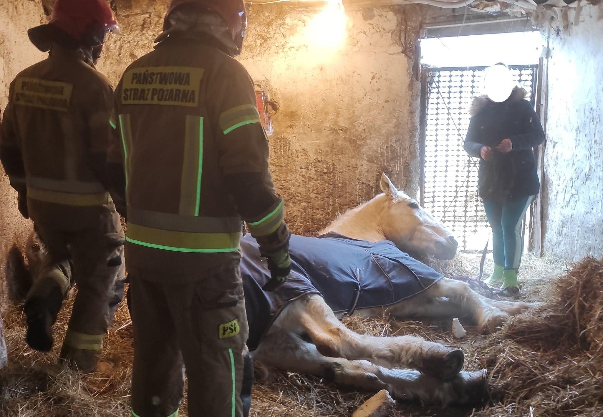 Strażacy postawili konia na nogi. Niezwykła akcja ratunkowa