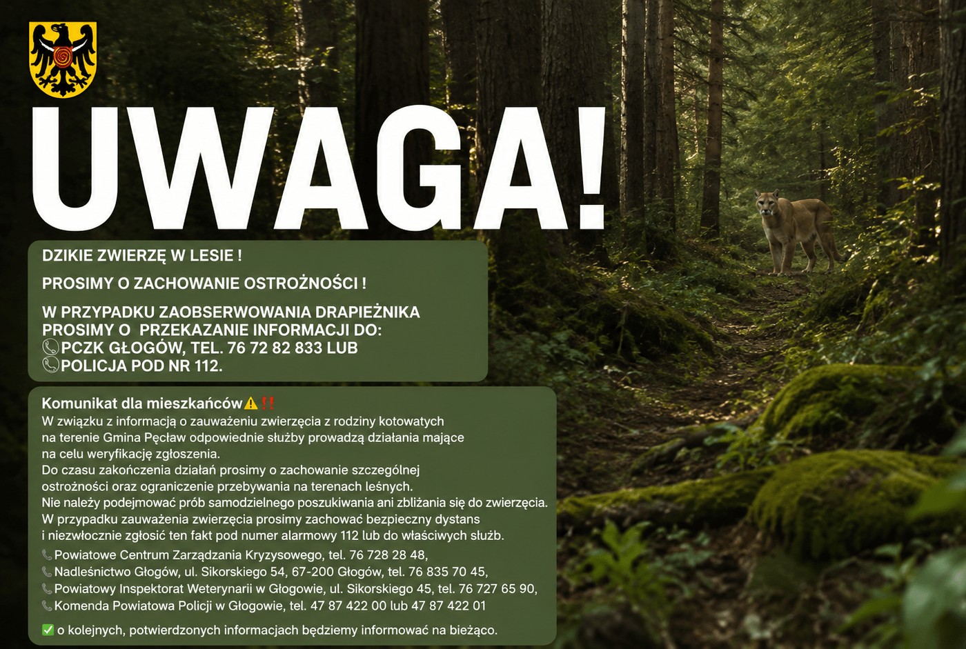 Pilny komunikat do mieszkańców. Puma w lesie pod Głogowem!