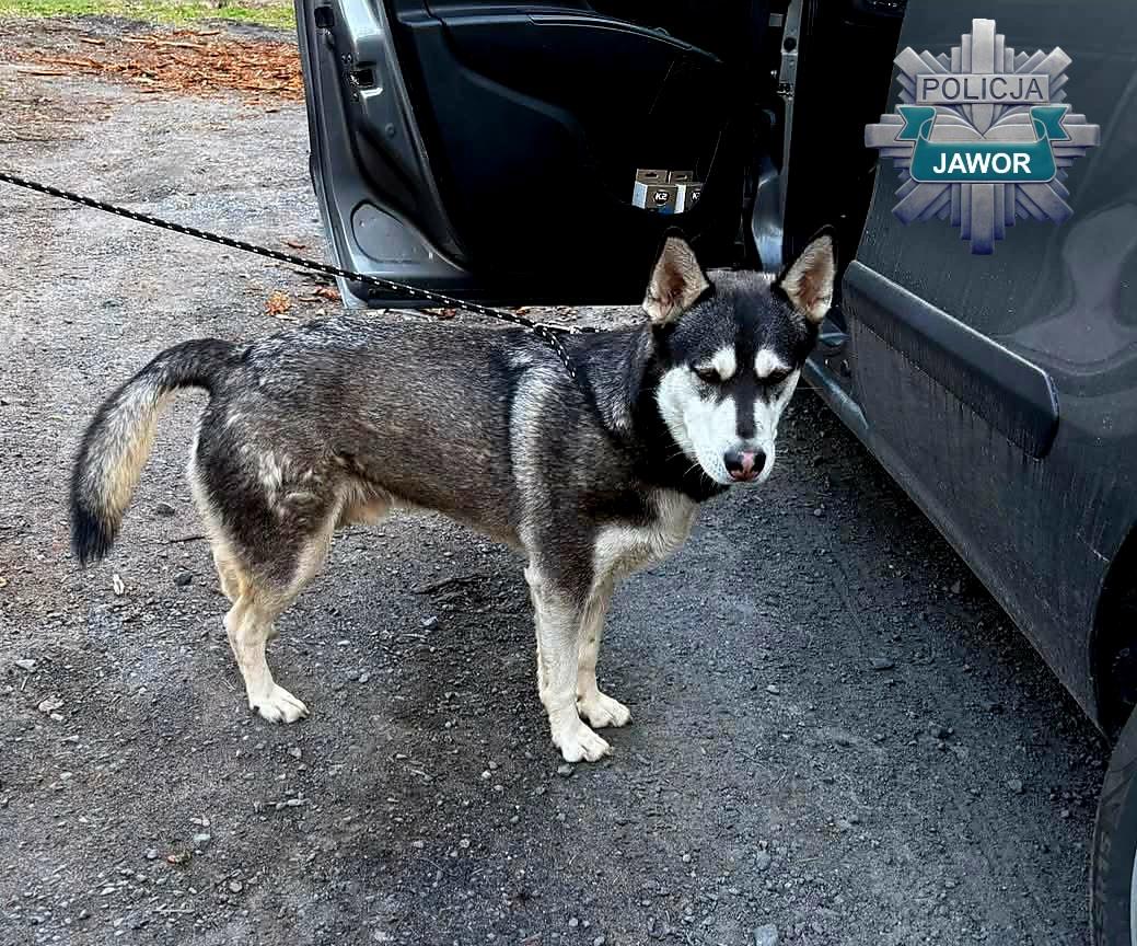 Porzucił husky’ego przy kopalni, bo jednak go nie chciał… 36-latek odpowie za swój czyn